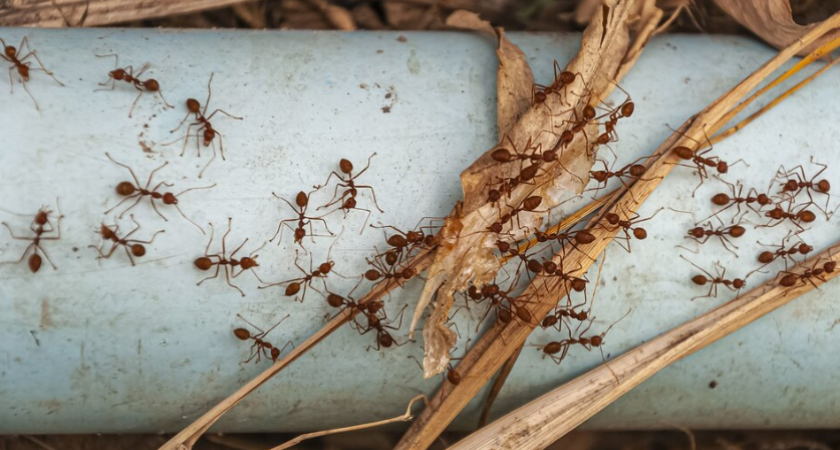 Лью всего пару капель в лейку — и на огороде ни одного муравья, листья рассады блестят, как после дождя