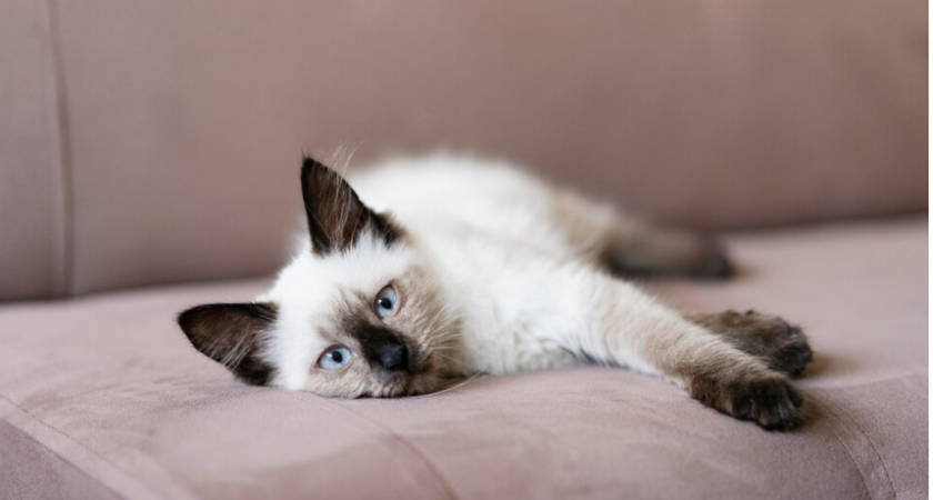 Беру лак для волос — и диван как новый: шерсть питомцев исчезла за 1 минуту. Хитрый трюк, о котором молчат даже горничные 