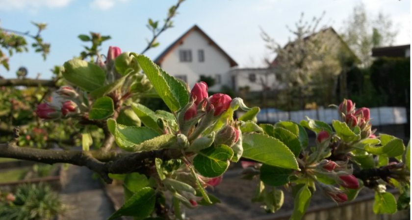 Плоды размером с кулак, вкус медовый: чем подкормить яблоню после цветения — хитрость от агронома 