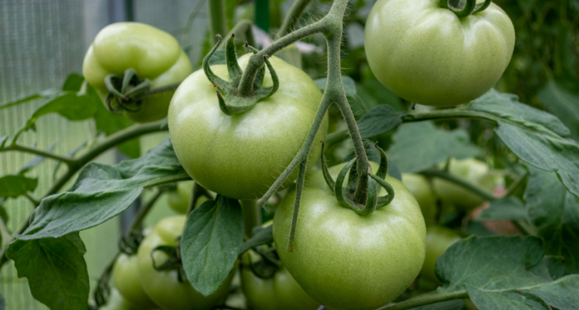 Чтобы рассада не болела и не чахла: делаю это сразу после высадки в теплицу — проверено годами