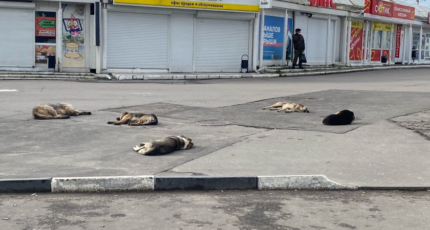 В Рязани на улице Новоселов обитает стая бродячих собак