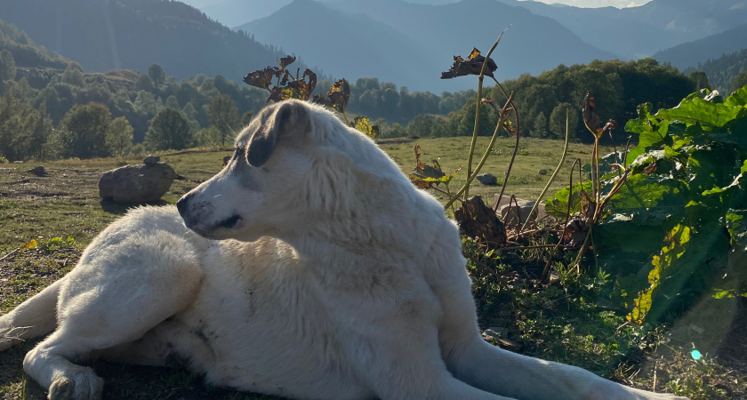 В Кадомском районе проводят отлов бродячих собак 