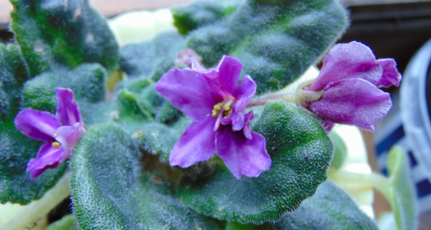 Не упустите момент: что обязательно нужно сделать с фиалками в мае, чтобы они порадовали пышным цветением  