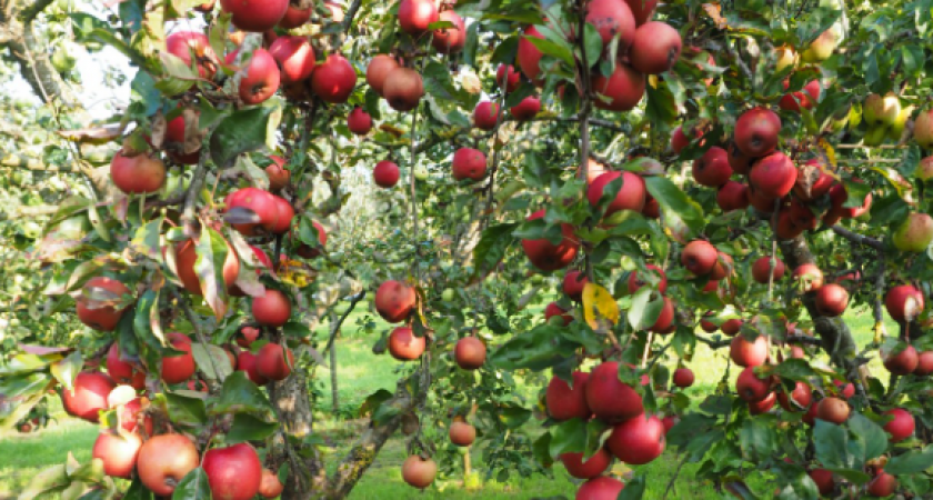 С 10 по 25 мая яблоням - обзятельно. Эта подкормка нужна, как воздух, чтобы плоды были крупными и сладкими как мед