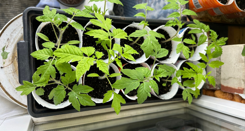 Посадила томаты «под углом» — и получила ботву без плодов: бывалый агроном объяснил, почему так делать нельзя, хотя все так сажают  