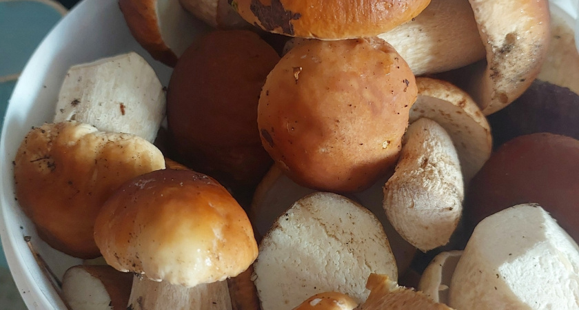 Рязанские леса удивили грибников ранними маслятами