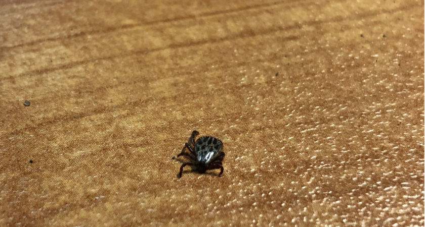 Клещи ненавидят этот запах: стоит копейки, а защищает в сто раз лучше магазинного аэрозоля