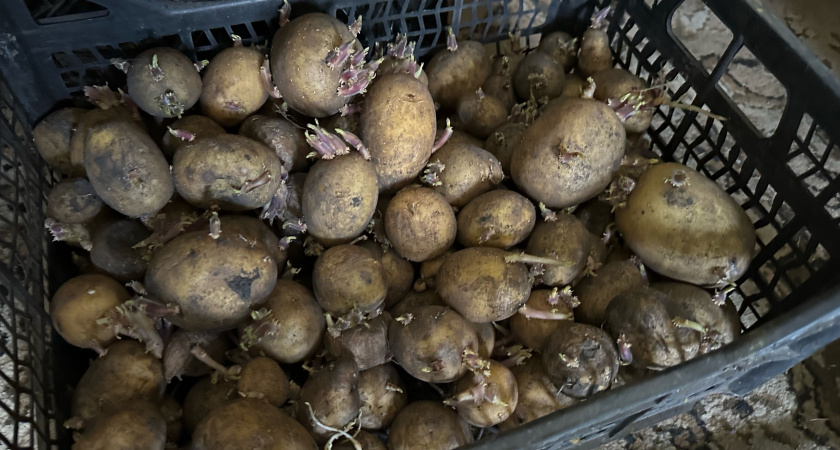 С 10 до 20 мая картофелю - обязательно: вот какую подкормку используют дачники, чтобы картошка была вкусной и таяла во рту