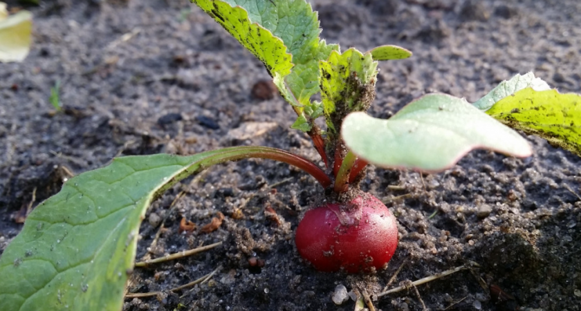 Соседи завидуют моему урожаю: как получить первый редис уже в начале мая – простой лайфхак 