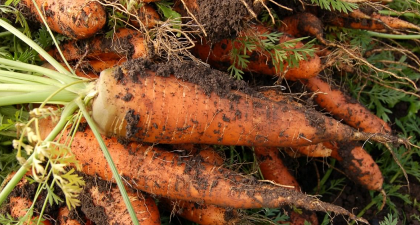 Забудьте про пустые грядки: просто смешайте семена с этим чудо-средством – и получите шикарные всходы