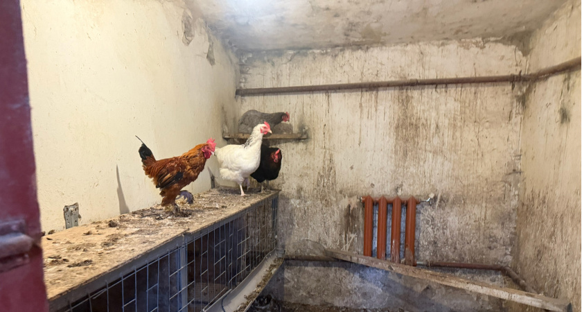 Курятники под строгим запретом: приняли новое решение для всех россиян, которые держат кур