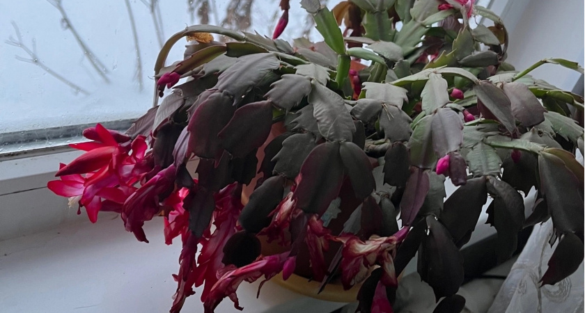 Герань и декабрист скажут спасибо — провереная копеечная подкормка, которая делает ваши растения пышными и яркими