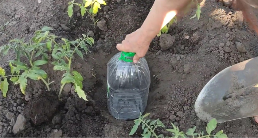 Беру пластиковые бутылки 5 л и трубку: сажать огурцы теперь сплошное удовольствие — урожай топ, и парник не нужен