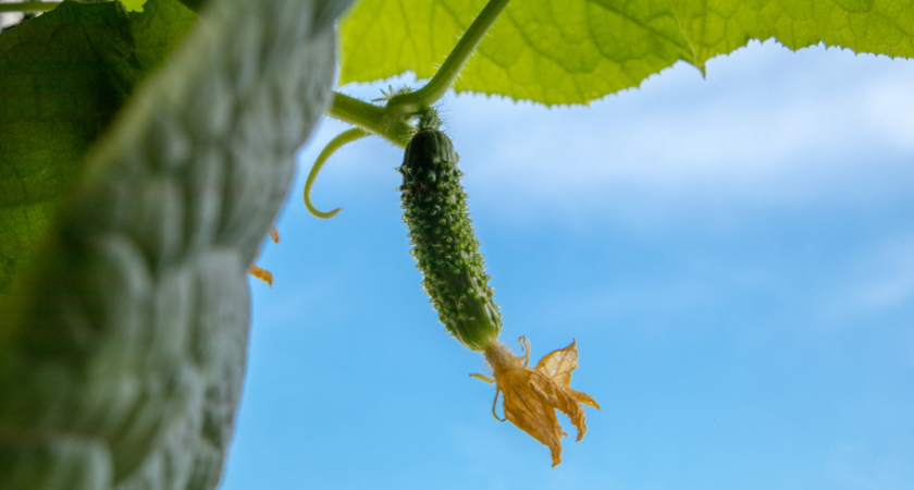Не лунка, а кормилица: засыпаю 2 ложки при высадке огурцов — урожаем обеспечена вся «орда» родни