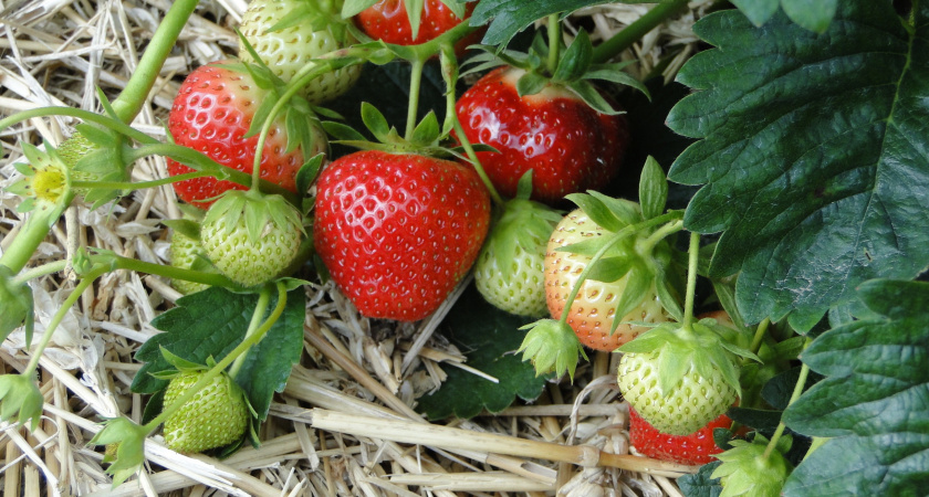 Один «пшик» на клубнику — тля, долгоносик и клещ «откинулись» за пару часов — мощнейшее средство «сносит» насекомых моментально