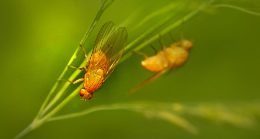 Опрыскала 1 раз — луковой мухи как не бывало — мощный «щит» против вредителя, лук не желтеет и растет «здоровяком»