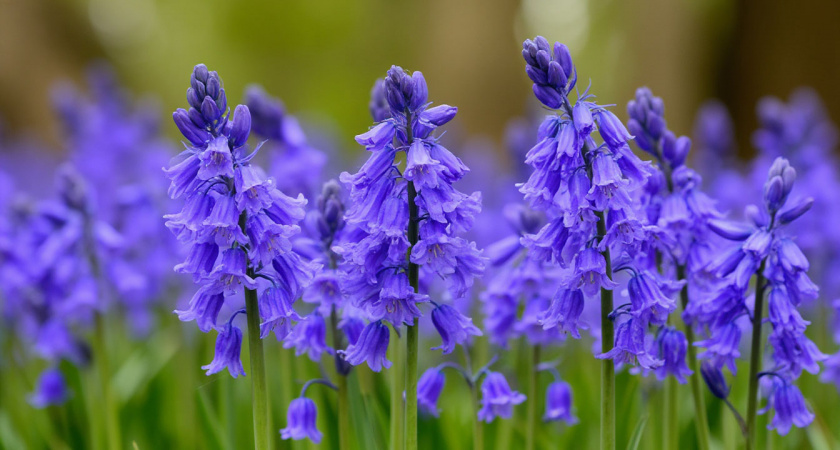 Эти многолетники смело сейте в июне, зацветут как по расписанию и будут радовать не один год
