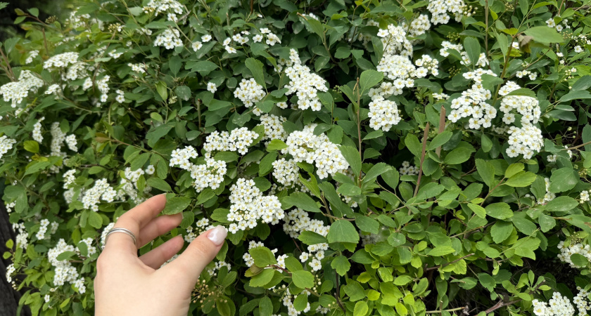 Рязань украшают новыми зелёными насаждениями