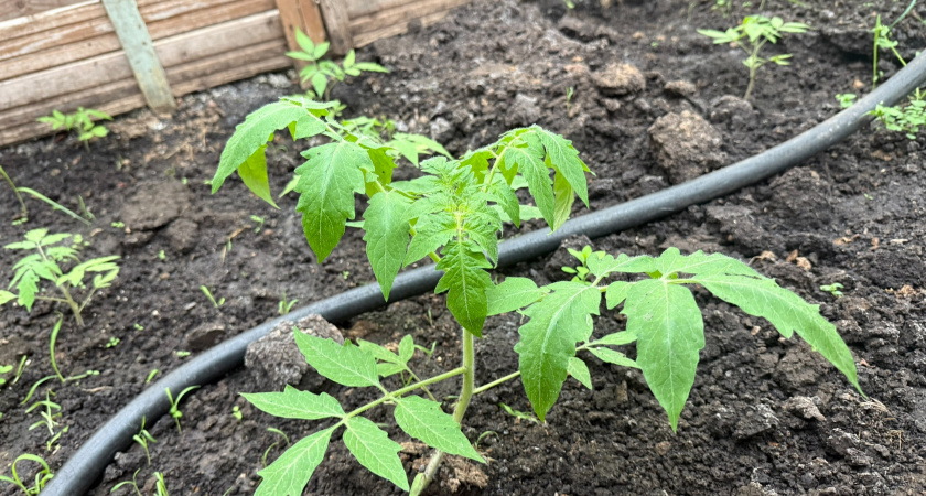 Ковш под куст после высадки — и томаты не унять: листья «торчком», томаты выдают крупным оптом