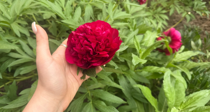 Для реактивного цветения пионам - обязательно: засыпаю 15 гр в ведро во время бутонизации