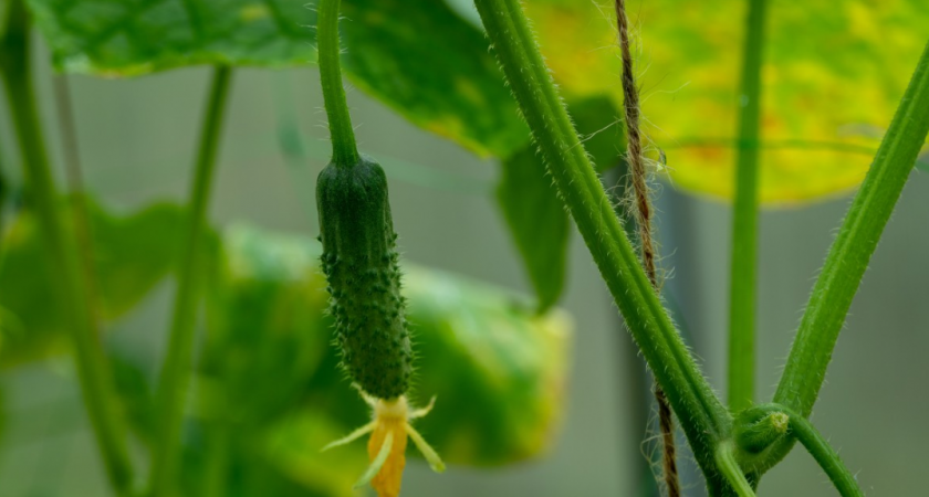 Теперь всегда делаю такие подвязки для огурцов: идею подсмотрела у местного опытного фермера