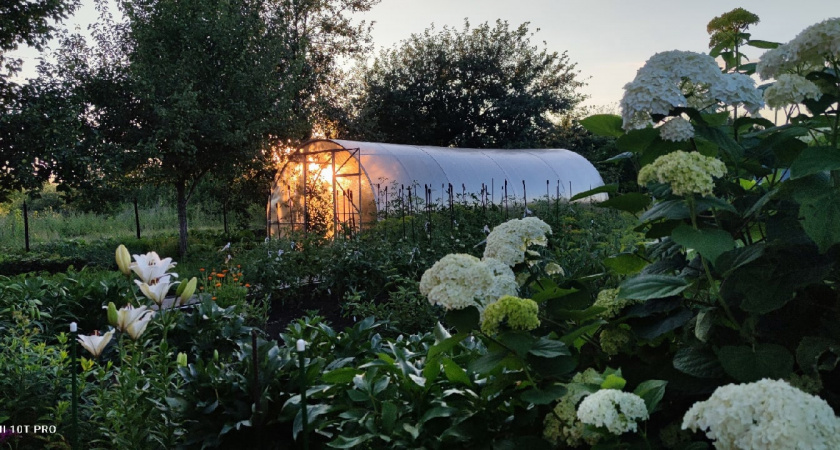 Намного лучше древесной золы и навоза: посыпьте этим грядки в начале июня – совершает чудеса