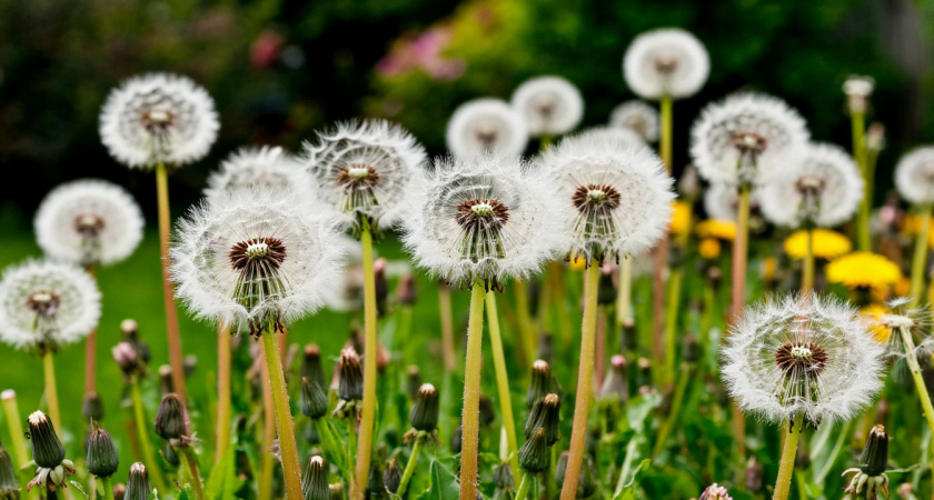 Траву на дорожках не рву и ничем не поливаю: секунда — и сорняков нет — жаль, раньше не догадался так делать