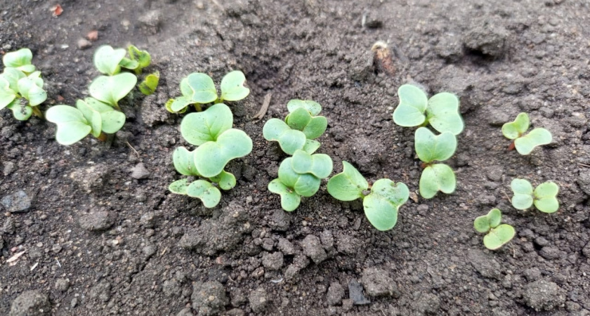 Сорняки ничем не обливаю — 1 секунда и их нет: плохо, что раньше не знала о «топовых» помощниках