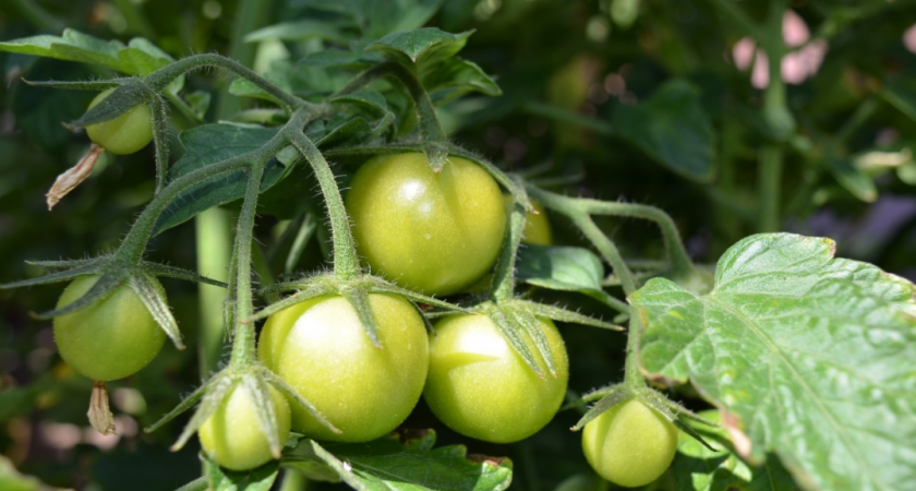 Всего 10 капель в ведро — и томаты не удержать: сохраняют все цветоносы, не болеют и бурно плодоносят