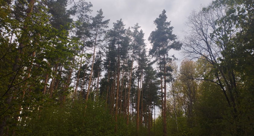 Рязанская область борется с участившимися лесными пожарами