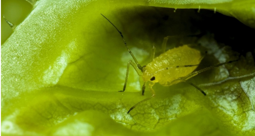 Один «пшик» на клубнику — тля, долгоносик и клещ «откинулись» за пару часов — мощнейшее средство «сносит» насекомых моментально