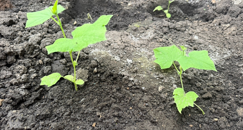 Что важно сделать на участке на этой неделе: лунный календарь садовода-огородника со 2 по 8 июня 2025 года