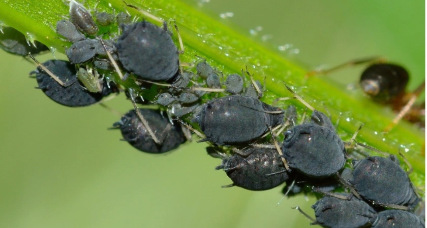 Опрыскала от тли сад и огород без химии: трачу всего 10 минут, чтобы погубить вредителей — результат через 2 дня