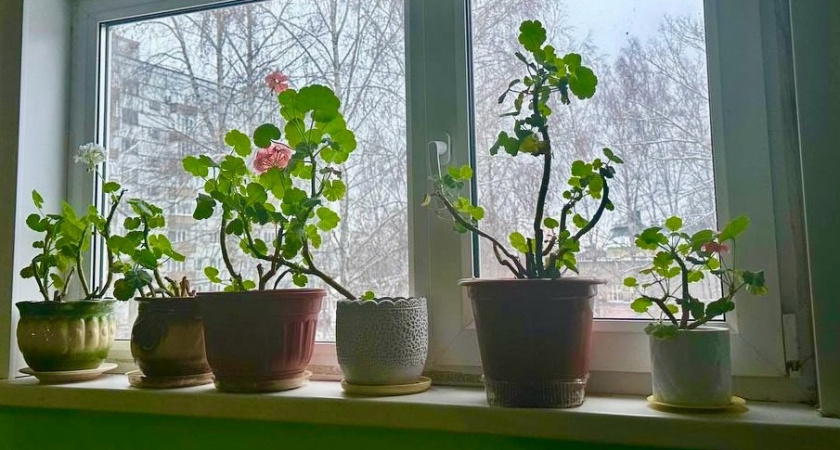 Герани с жухлыми листьями — обязательно: 2 мл в воду — и пышные шапки прут без остановки, листва станет зеленее травы