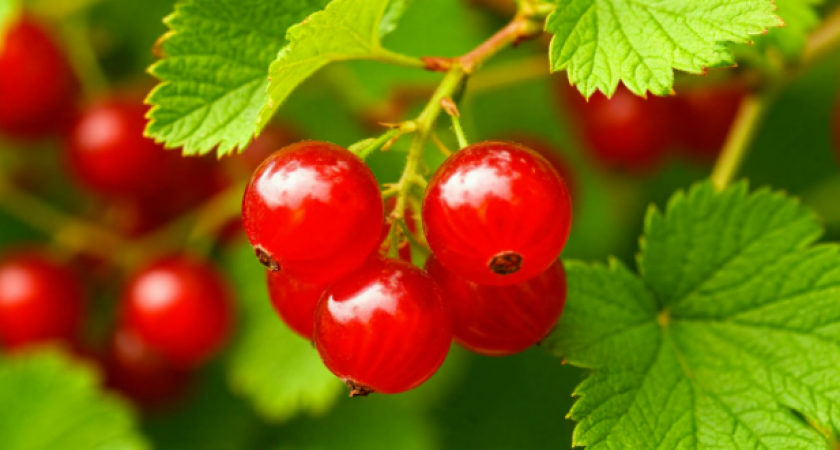 Тля гибнет мигом: смородину обрабатываю только так — 27 лет работы на участке научили меня главному