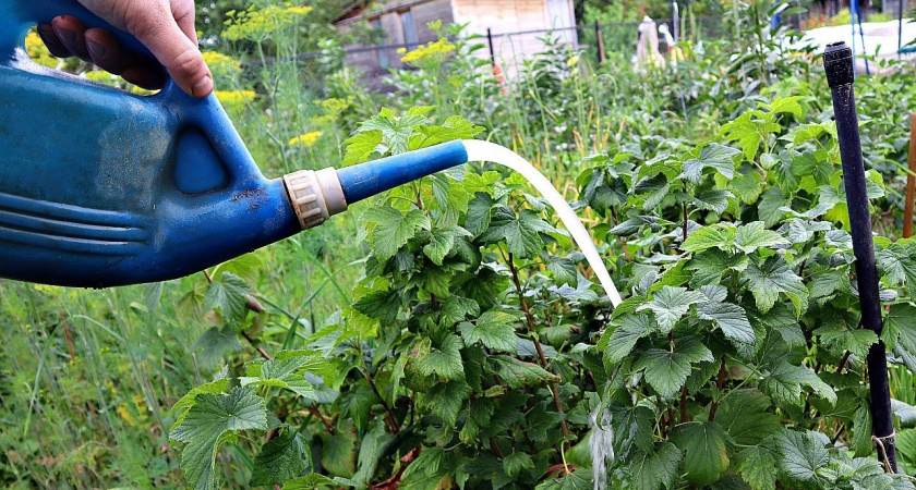 Одна чайная ложка в лейку — и на смородину: ягоды лопаются от сладости, а тля отскакивает как от огня