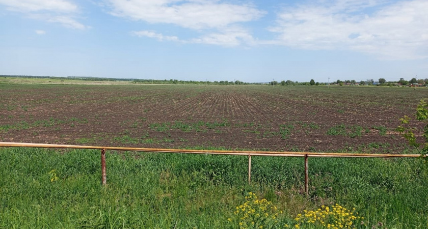 Посевные площади в Рязанской области достигли рекордных значений