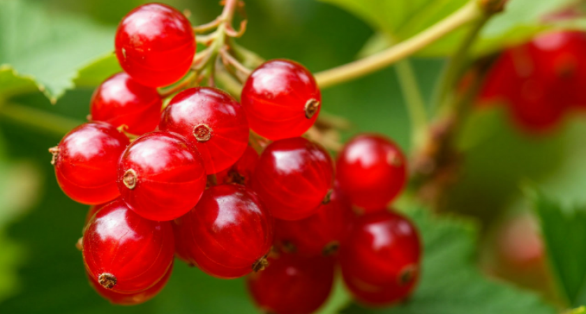 Сажаю эти растения рядом со смородиной: тля сбегает как бешенная, урожая в три раза больше