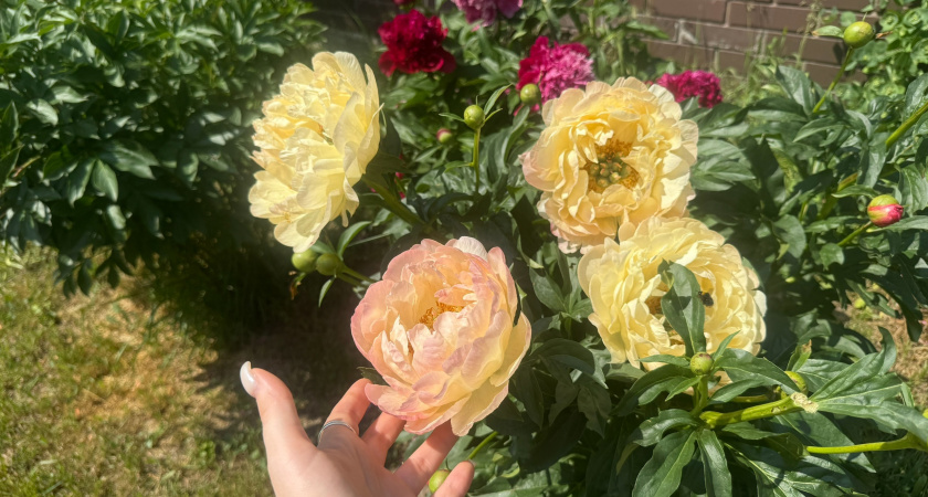 Для защиты пионов от муравьев делаю теперь так — рассыпаю эту крупу и наслаждаюсь агонией гадов: все средства хороши