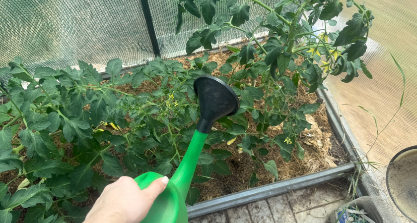 Когда лучше поливать томаты — утром или вечером: вы всю жизнь делали это не правильно