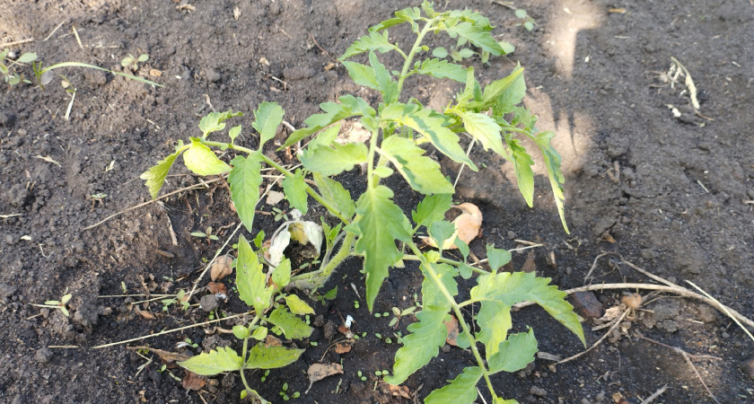 При первых завязях у томатов — сразу: стакан под куст — кисти вырастают компактные и увешаны плодами «от и до»