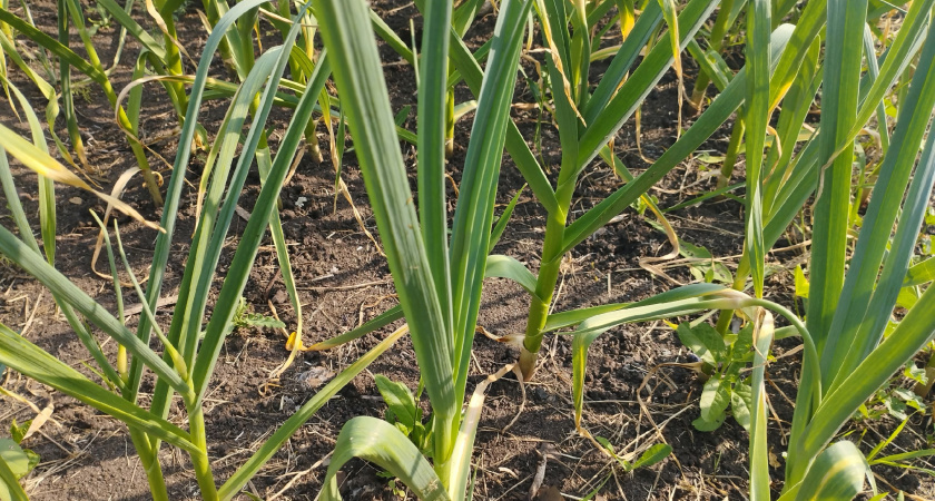 Как только чеснок пустил стрелки — обязательно: «заряжаем» лейку раствором — и головки распирают грядку