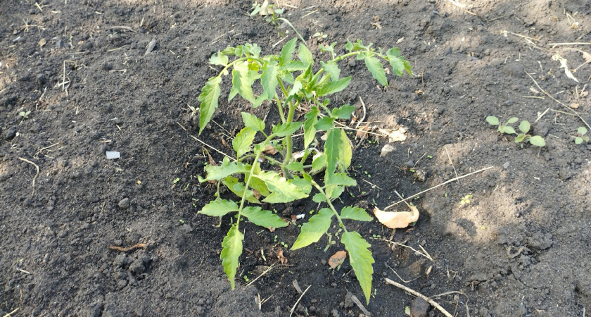 При первых цветках на томатах — сразу: ложку в ведро — кисти пойдут одна за одной, завязей тьма