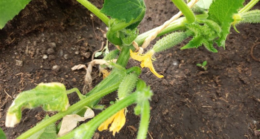 Обычные подкормки для огурцов теперь не использую — заменила их этим «бустером»: плоды начнут свисать гроздьями