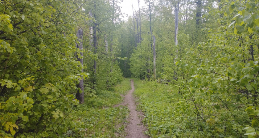 В Рязанской области массово появились слётки ушастых сов