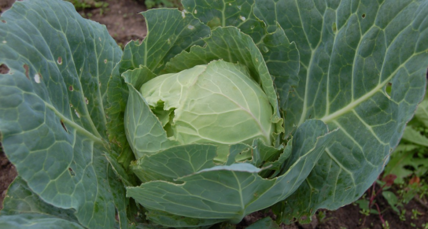 Избавляюсь от капустных гусениц за 3 дня без химии. Дедовский способ работает лучше средств из магазина 