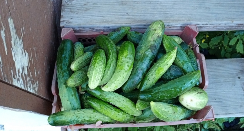 Огурцы «завалят» урожаем: засыпаю одну ложку под корень — будут плодоносить до октября