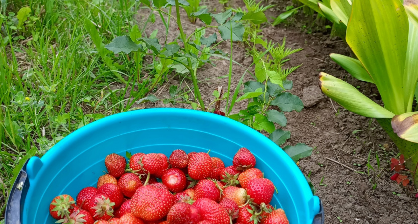 Площадь ягодников в сельскохозяйственных предприятиях Рязанской области превысила 131 га