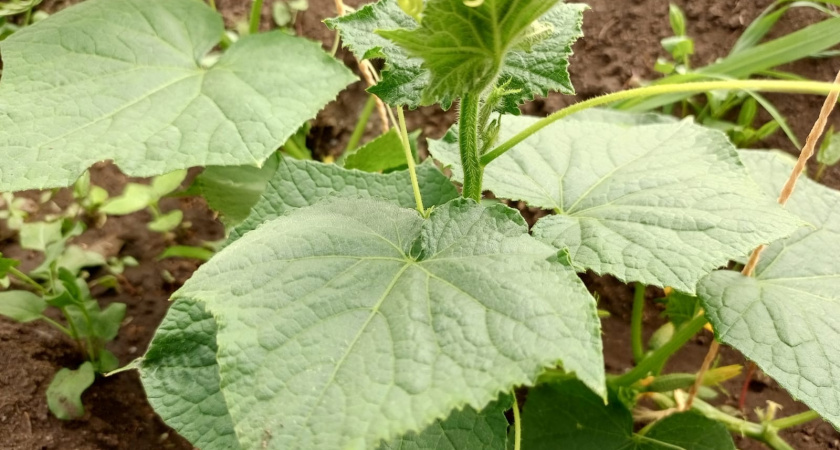 Огурцы дуреют от такой подкормки: проверенный временем рецепт – урожай как в промышленных теплицах