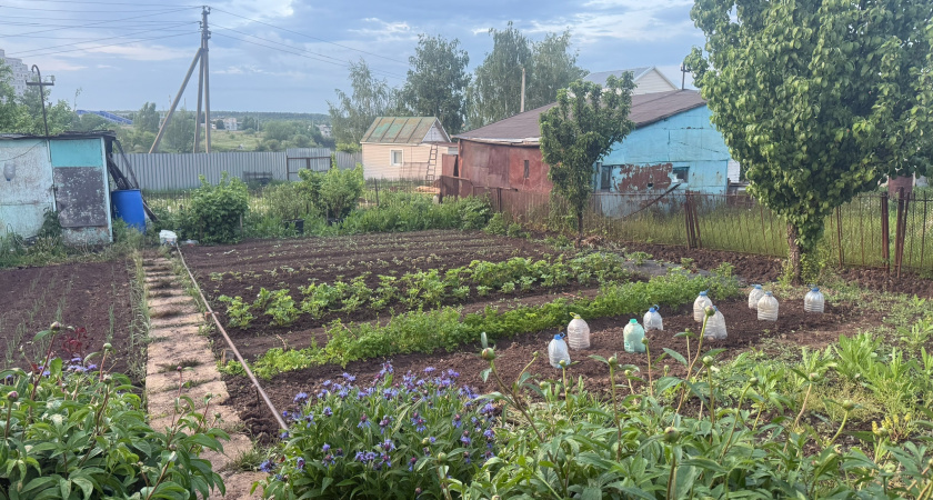 Почему в 2025 году в деревнях резко перестали сажать огороды: дело не в тяжком труде - вот что произошло